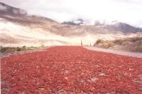 Red peppers