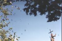 Spiderwebs at Salta