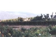 Vineyards at Cafayate