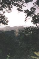 The jungle