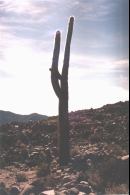 Cardón besides Leandro