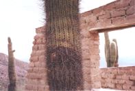 Cardones