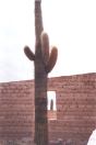 Cardones