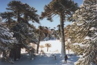 El pequeño bosque