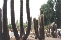 The collection of cactuses at Tilcara