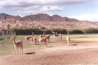 Vicuñas